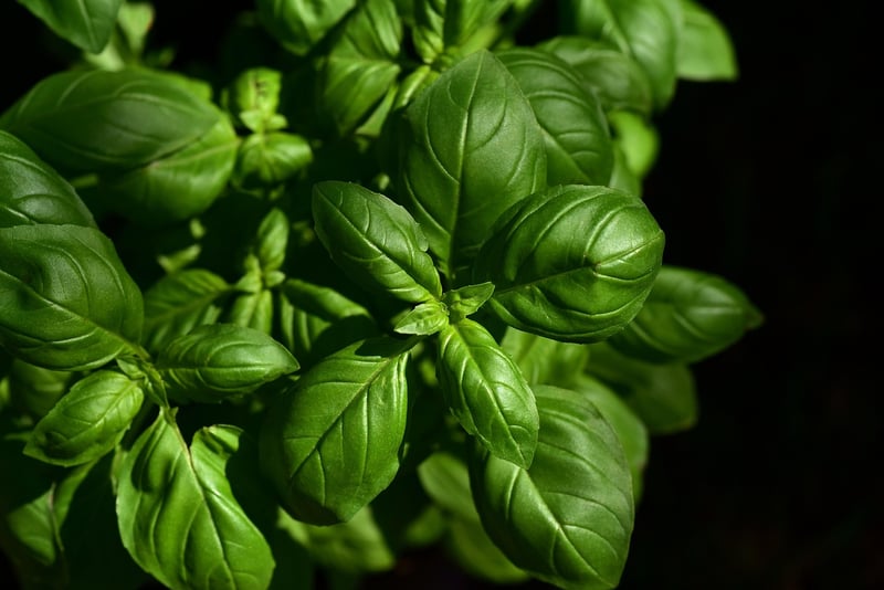 Aromatic Herbs