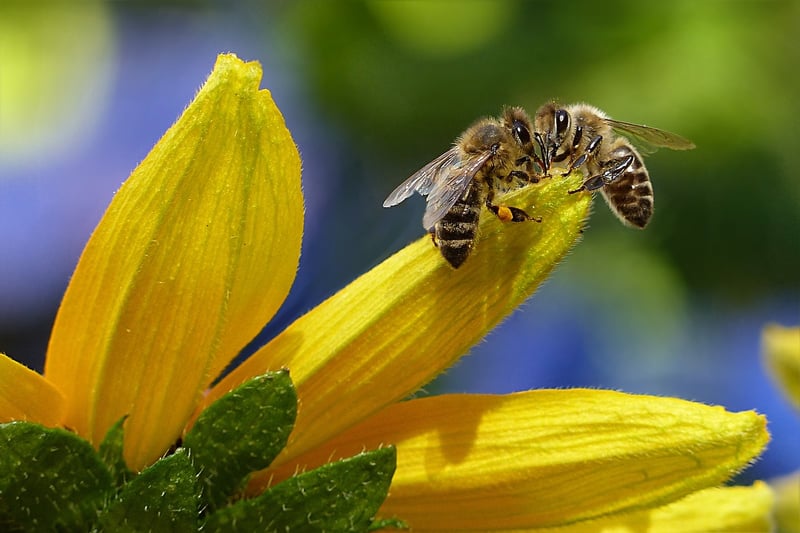 Bee-Friendly Gardens