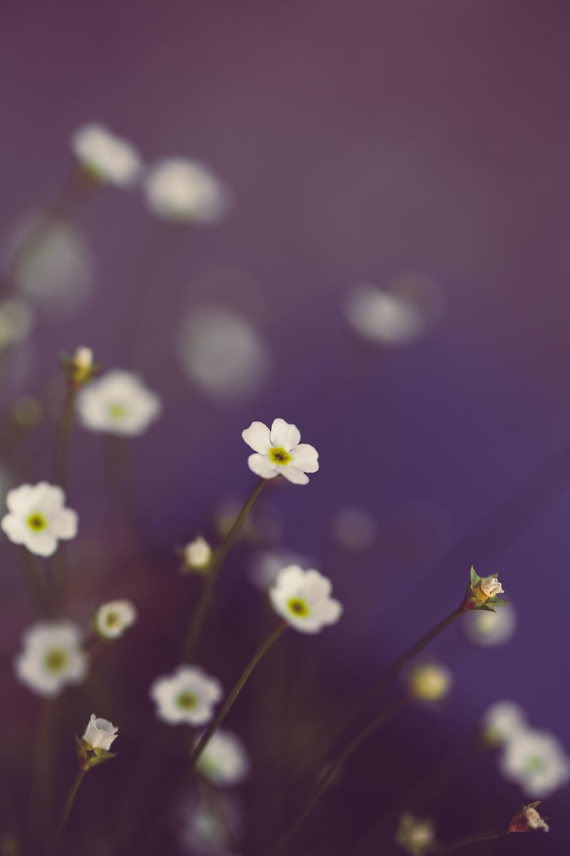 Mystical Botanicals