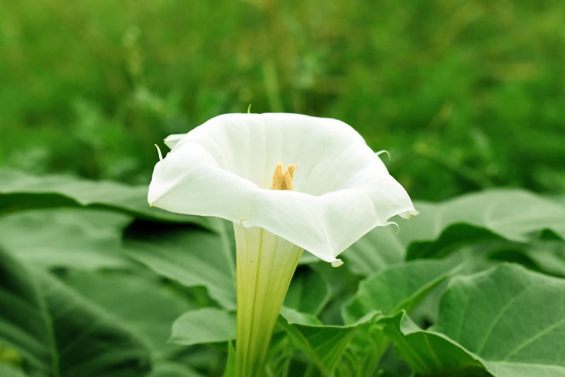 Angel's Trumpet
