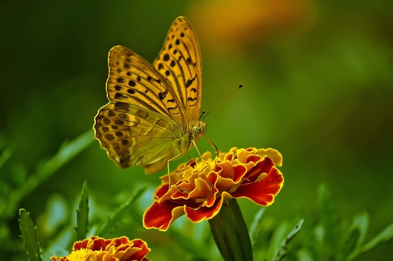 Butterfly Garden
