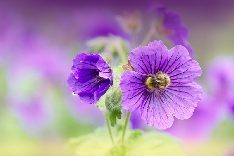 Lavender and Bees