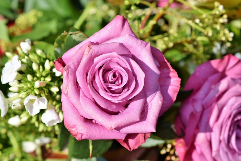 Fairy Roses